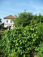 Třibřichy